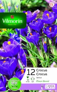 Crocus Flower Record (x12)